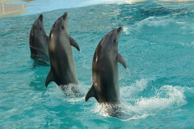 名古屋港水族館 割引券 料金の裏ワザ お得なおすすめ購入法を伝授 まこっちパパの虹色生活情報便