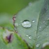 梅雨の別名は?語源と由来!!麦雨とは何?こんなに!?